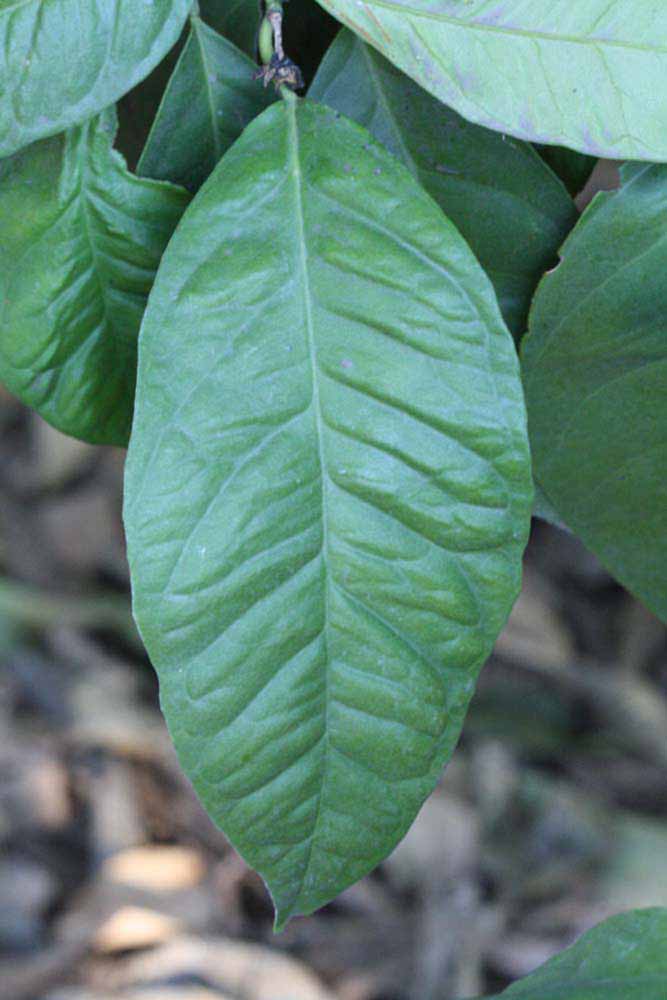              Unifoliolate leaf (Riverside, CA)       